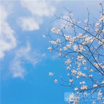 萌宠西游1377版下载
